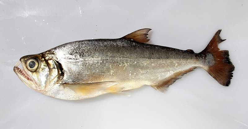 Tatauaia Payara (Hydrolycus tatauaia) — photo 1 of 1