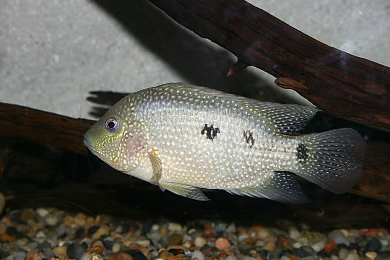 Texas Cichlid (Herichthys cyanoguttatus) — photo 1 of 5