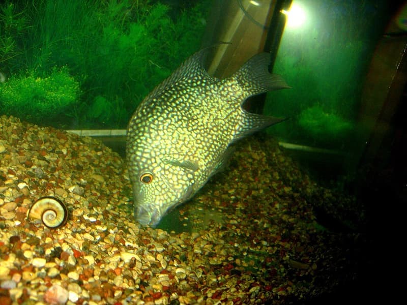 Texas Cichlid (Herichthys cyanoguttatus) — photo 2 of 5