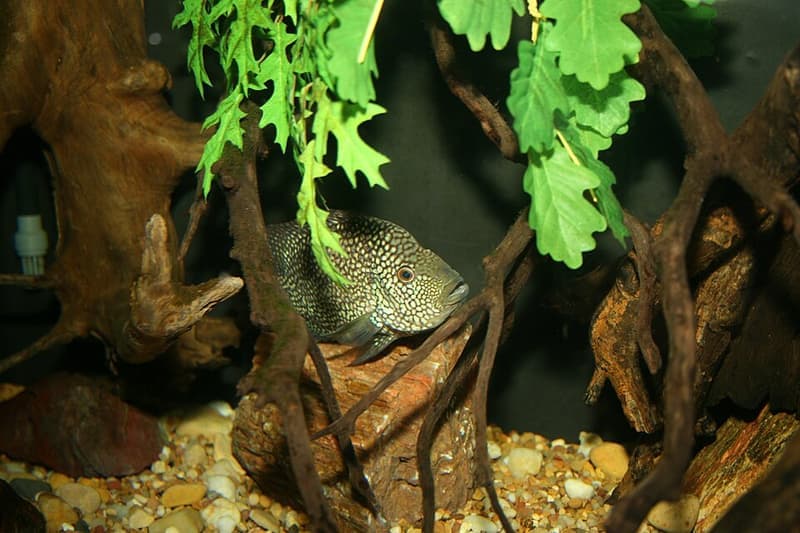 Texas Cichlid (Herichthys cyanoguttatus) — photo 3 of 5