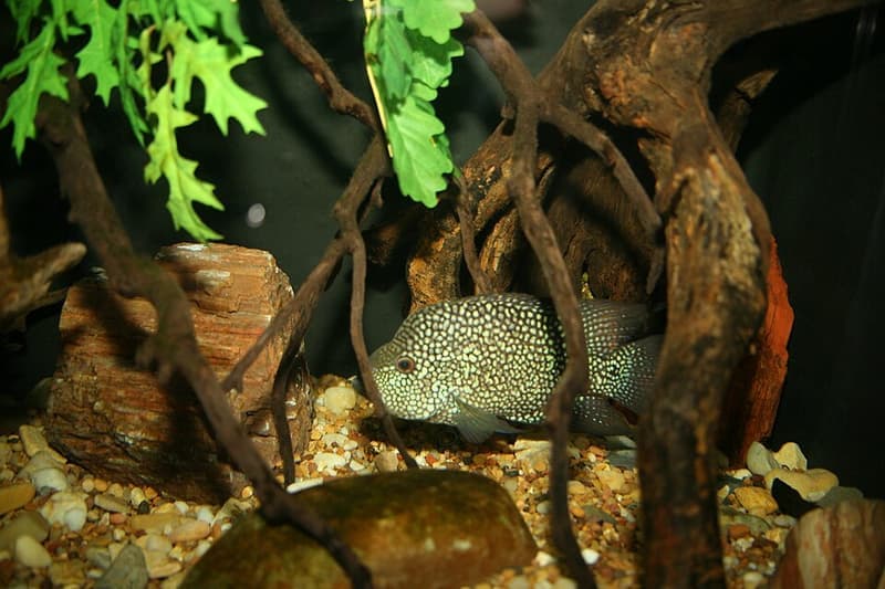 Texas Cichlid (Herichthys cyanoguttatus) — photo 4 of 5