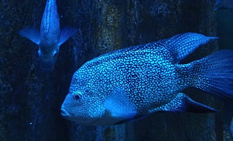 Texas Cichlid (Herichthys cyanoguttatus) — photo 5 of 5