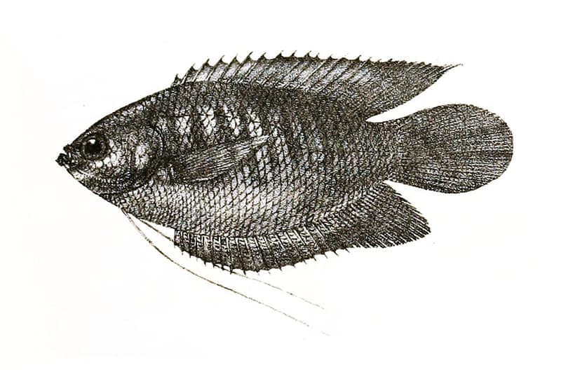 Thick-lipped Gourami (Trichogaster labiosa) — photo 1 of 1