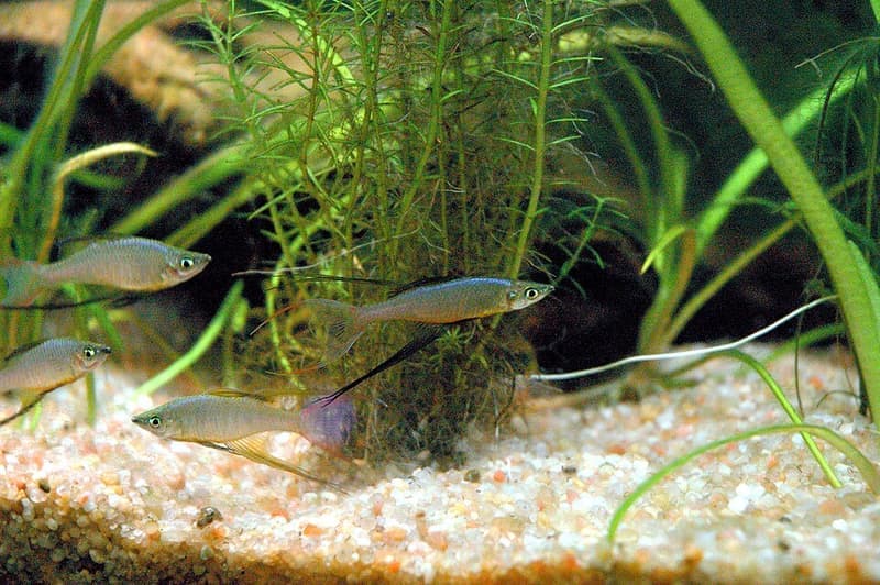 Threadfin Rainbowfish (Iriatherina werneri) — photo 1 of 3