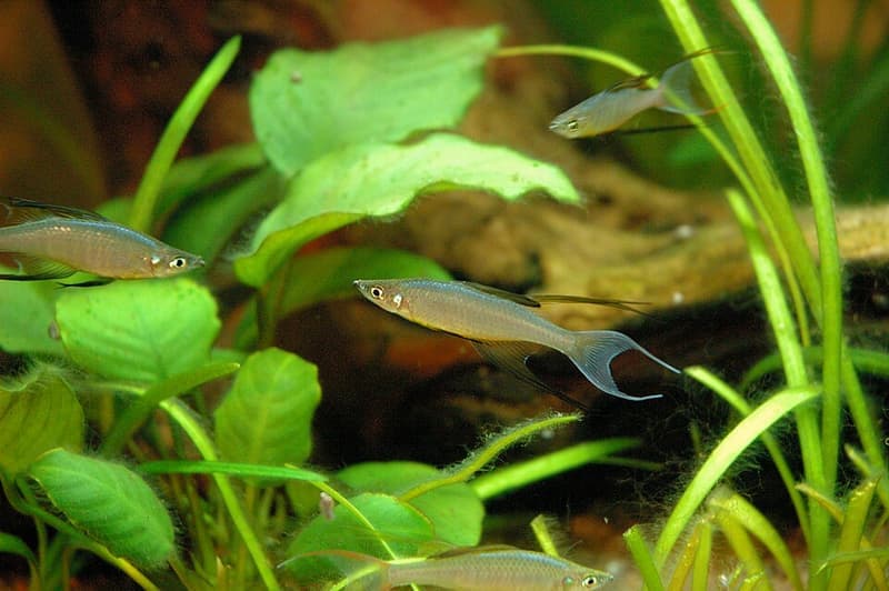 Threadfin Rainbowfish (Iriatherina werneri) — photo 2 of 3