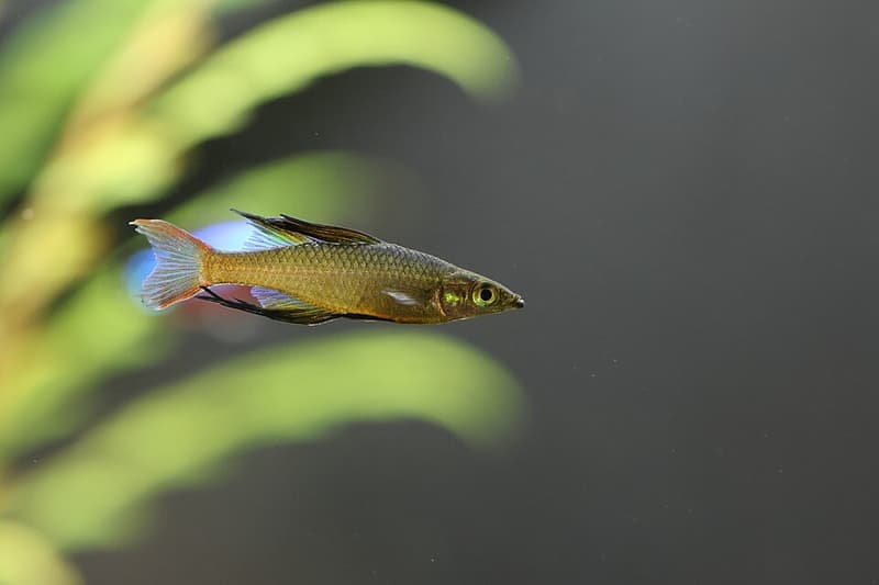 Threadfin Rainbowfish (Iriatherina werneri) — photo 3 of 3