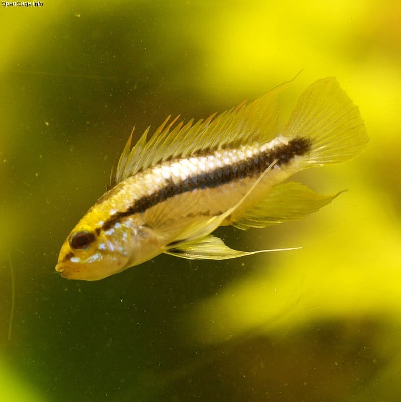 Three-striped Dwarf Cichlid (Apistogramma trifasciata) — photo 1 of 5