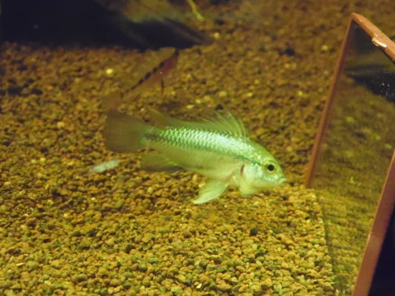 Three-striped Dwarf Cichlid (Apistogramma trifasciata) — photo 3 of 5