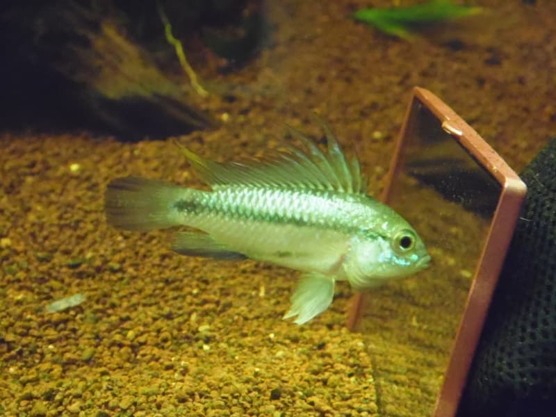 Three-striped Dwarf Cichlid (Apistogramma trifasciata) — photo 4 of 5