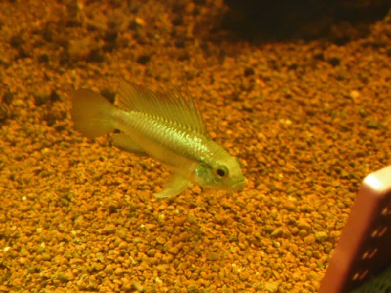 Three-striped Dwarf Cichlid (Apistogramma trifasciata) — photo 5 of 5