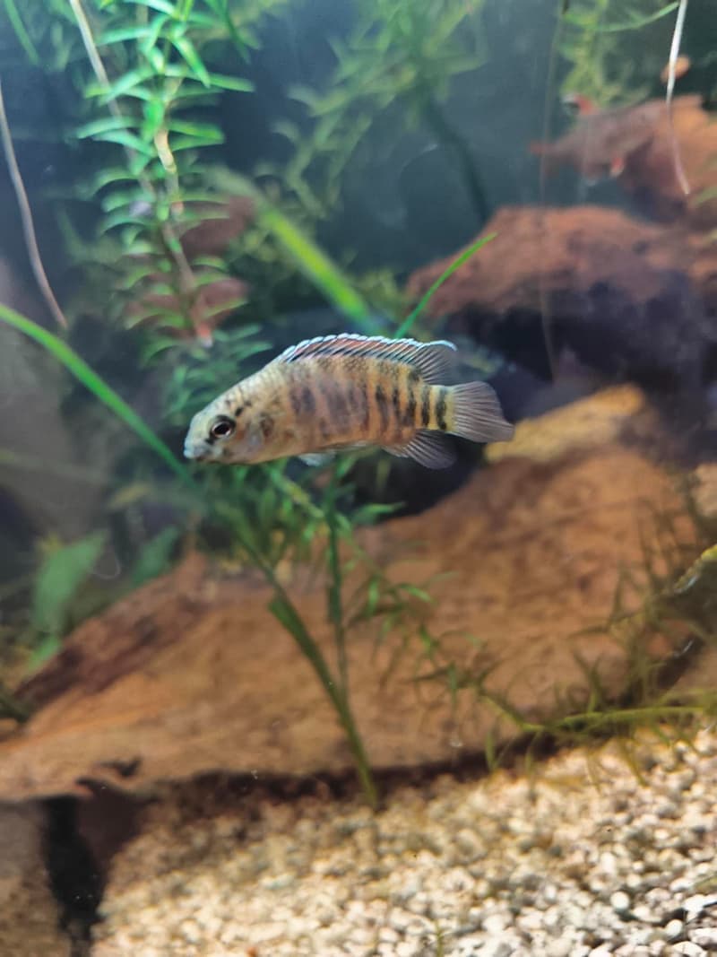 Tiger Badis (Badis kyar) — photo 1 of 2