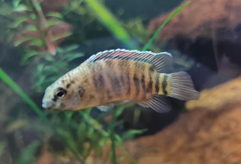 Tiger Badis (Badis kyar) — photo 2 of 2