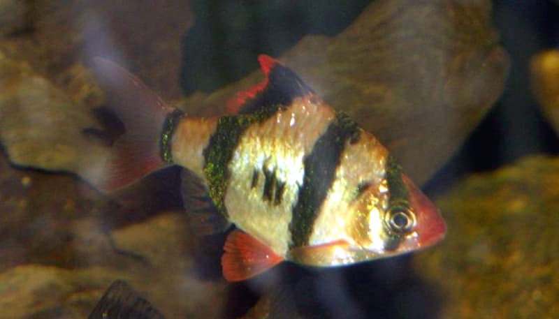 Tiger Barb (Puntigrus tetrazona) — photo 1 of 5