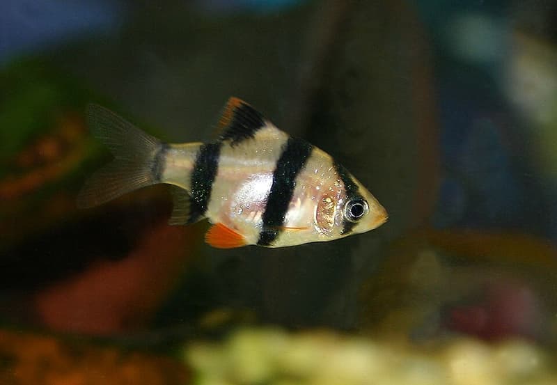 Tiger Barb (Puntigrus tetrazona) — photo 2 of 5