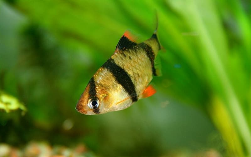 Tiger Barb (Puntigrus tetrazona) — photo 3 of 5