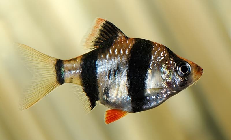Tiger Barb (Puntigrus tetrazona) — photo 4 of 5