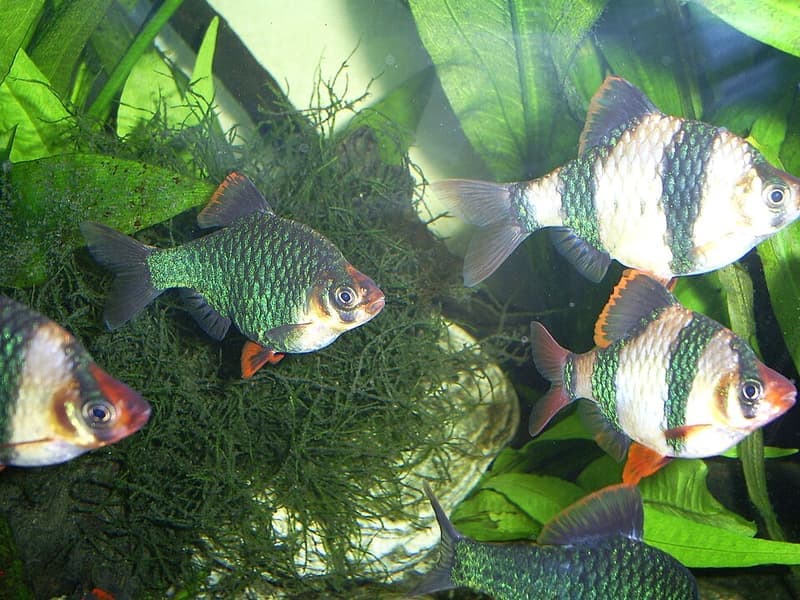 Tiger Barb (Puntigrus tetrazona) — photo 5 of 5