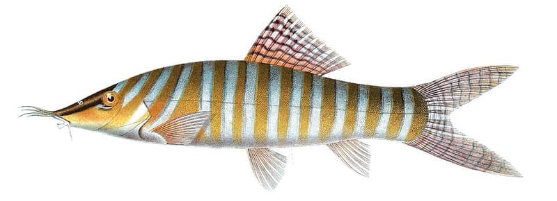 Tiger Loach (Syncrossus hymenophysa) — photo 1 of 1