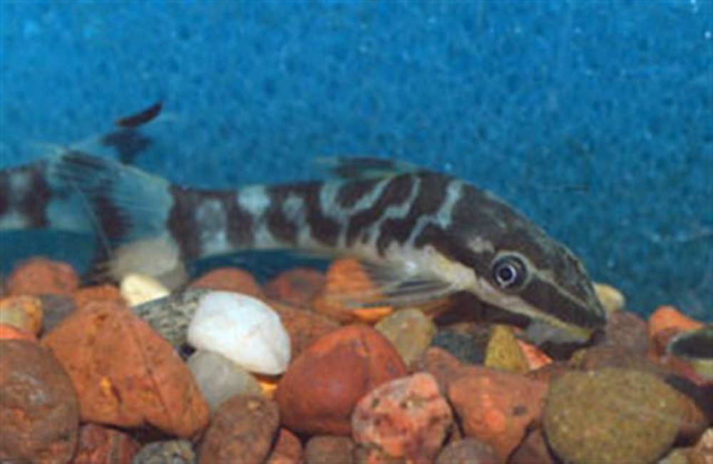 Tiger Otocinclus (Otocinclus cocama) — photo 1 of 1