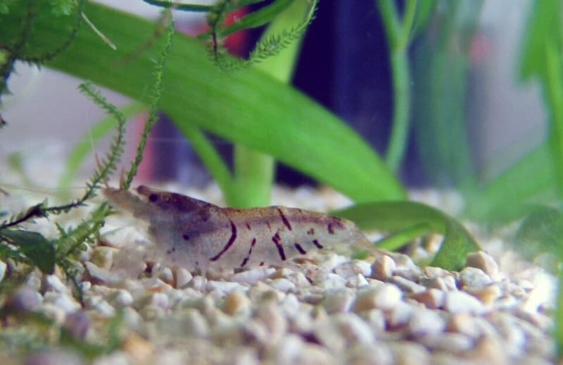 Tiger Shrimp (Caridina mariae) — photo 1 of 2