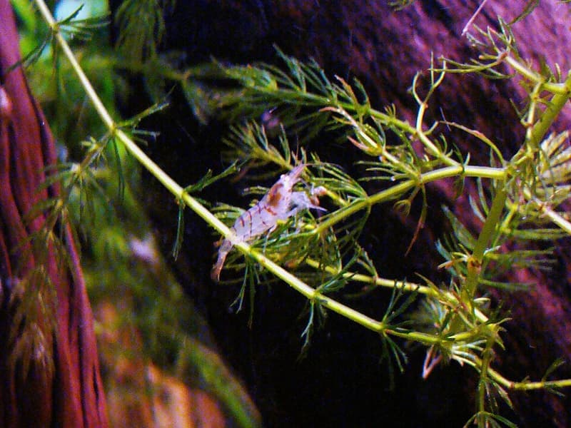 Tiger Shrimp (Caridina mariae) — photo 2 of 2