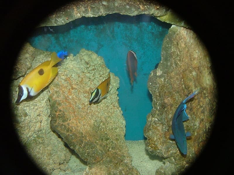 Tomato Clownfish (Amphiprion frenatus) — photo 2 of 5