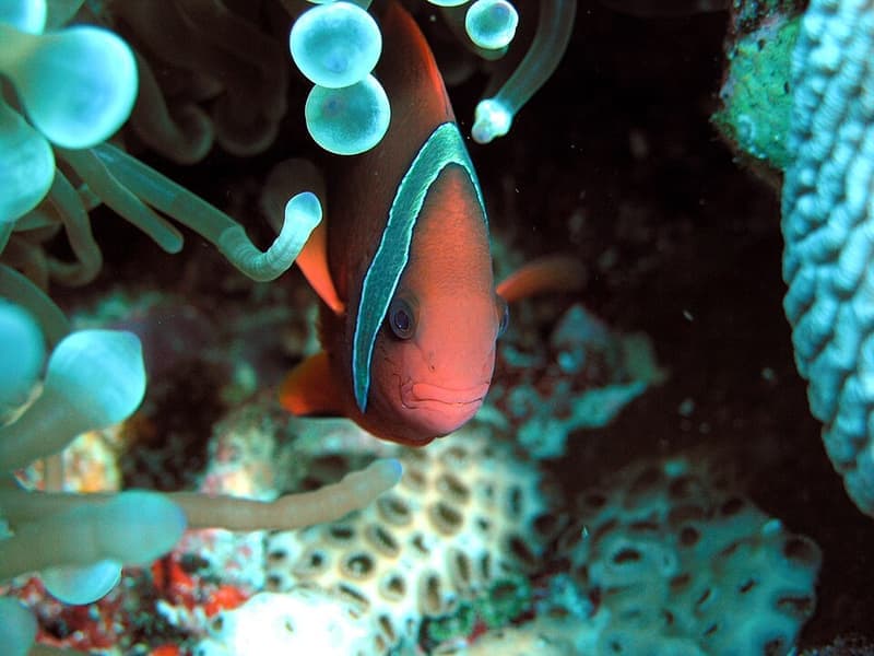 Tomato Clownfish (Amphiprion frenatus) — photo 4 of 5