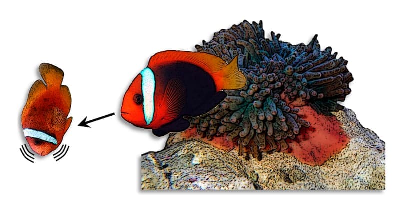 Tomato Clownfish (Amphiprion frenatus) — photo 5 of 5