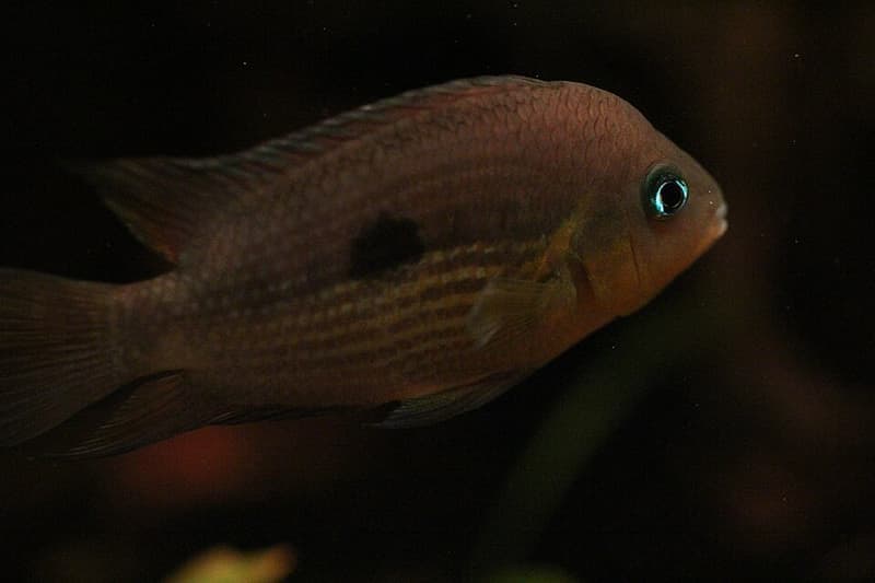 Topaz Cichlid (Amatitlania myrnae) — photo 1 of 2