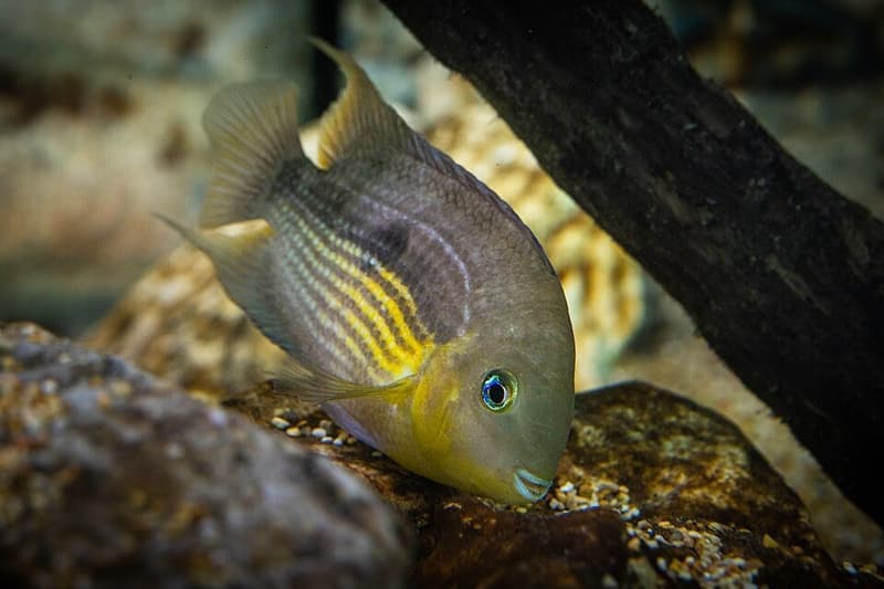 Topaz Cichlid (Amatitlania myrnae) — photo 2 of 2