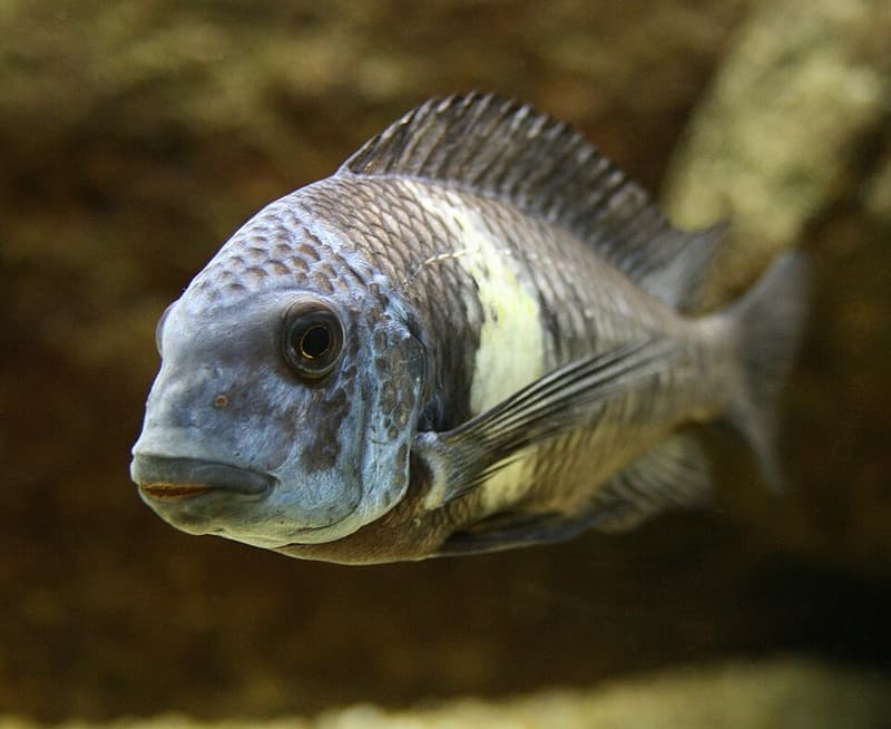 White Spotted Cichlid (Tropheus duboisi) — photo 2 of 3