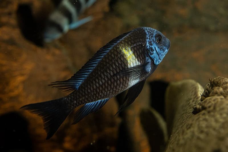 White Spotted Cichlid (Tropheus duboisi) — photo 3 of 3