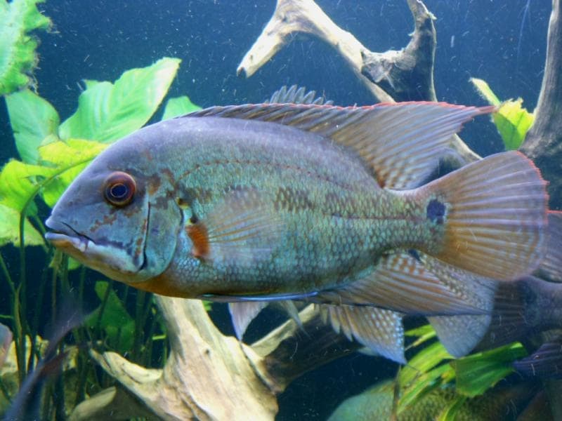 True Parrot Cichlid (Hoplarchus psittacus) — photo 1 of 1