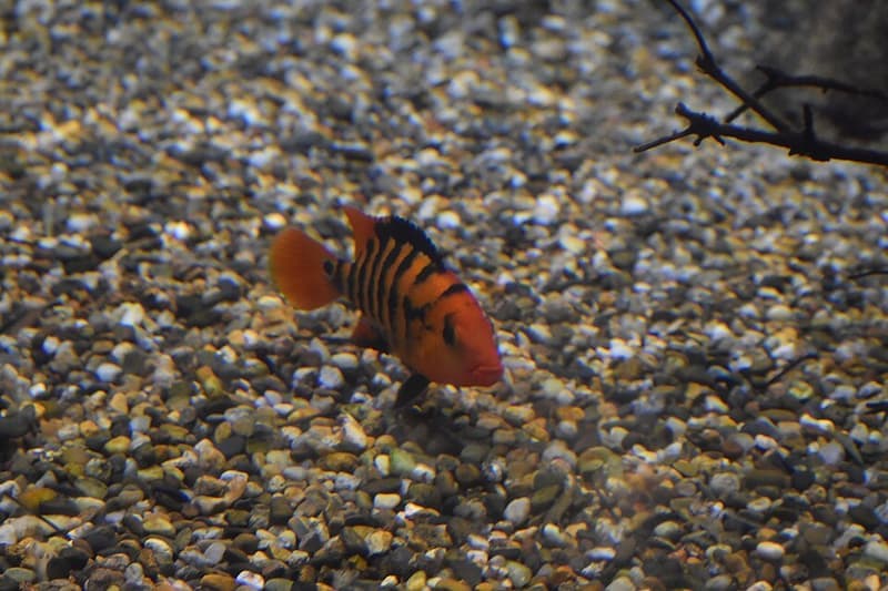 True Red Terror Cichlid (Mesoheros festae) — photo 2 of 3