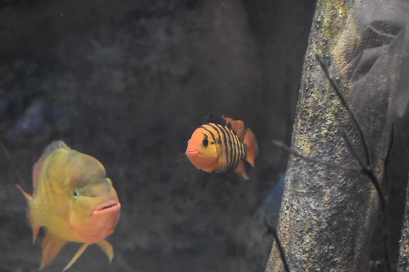 True Red Terror Cichlid (Mesoheros festae) — photo 3 of 3