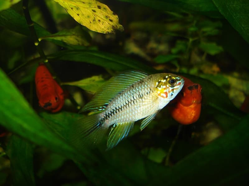 Umbrella Dwarf Cichlid (Apistogramma borellii) — photo 1 of 5