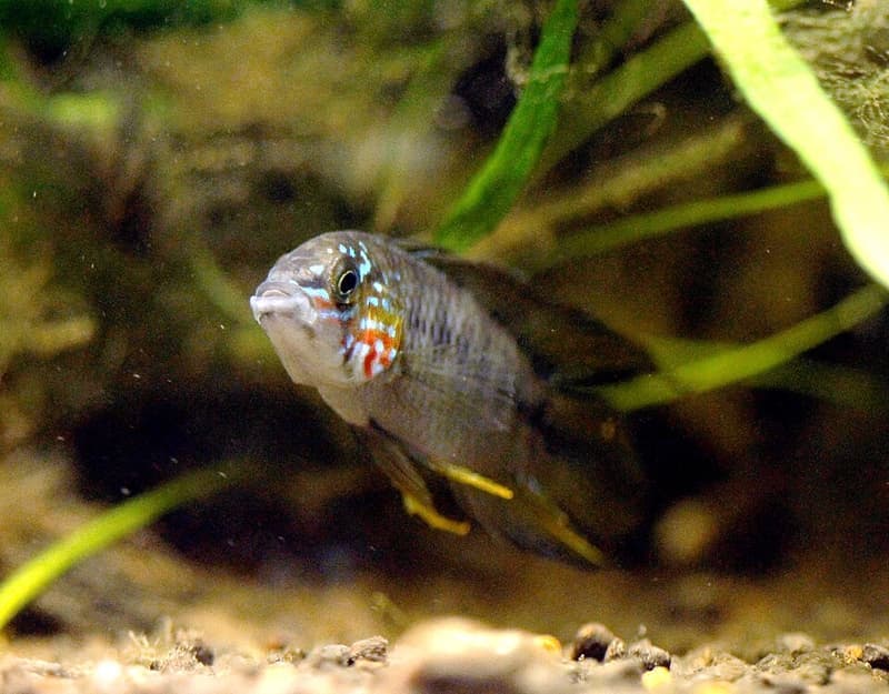 Umbrella Dwarf Cichlid (Apistogramma borellii) — photo 2 of 5