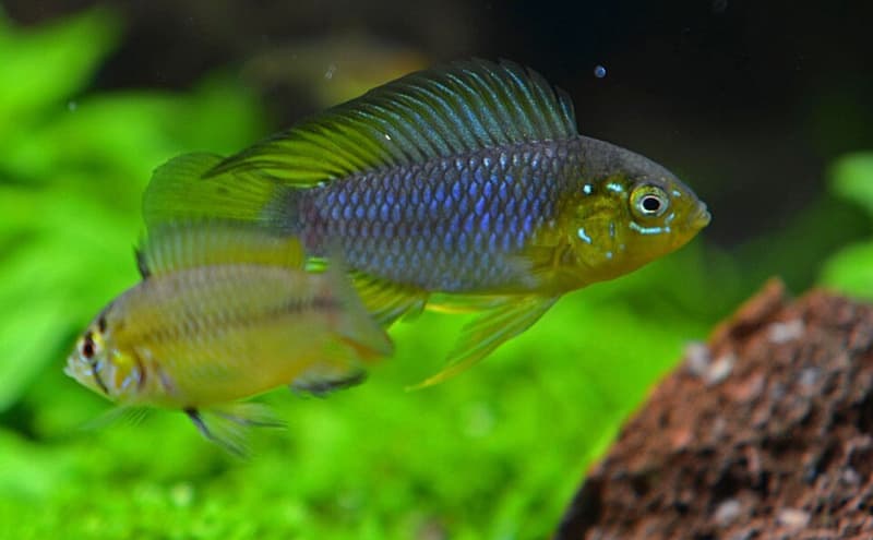Umbrella Dwarf Cichlid (Apistogramma borellii) — photo 3 of 5