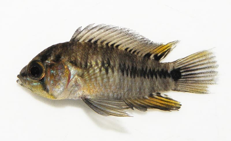 Umbrella Dwarf Cichlid (Apistogramma borellii) — photo 4 of 5