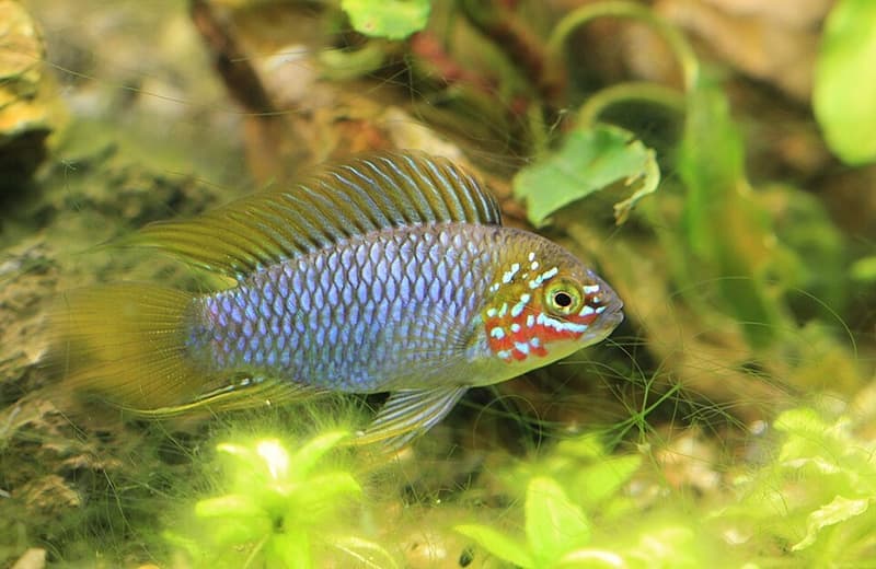 Umbrella Dwarf Cichlid (Apistogramma borellii) — photo 5 of 5