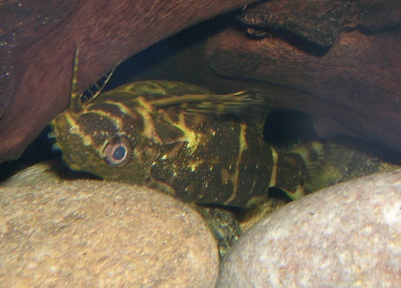 Upside-down Catfish (Synodontis nigriventris) — photo 1 of 4