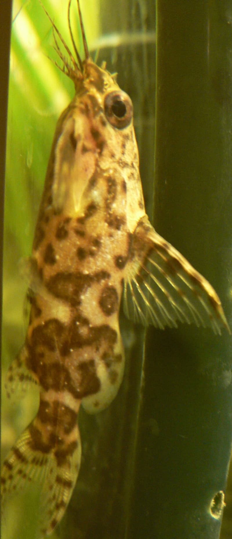 Upside-down Catfish (Synodontis nigriventris) — photo 2 of 4