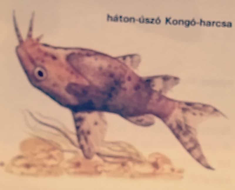 Upside-down Catfish (Synodontis nigriventris) — photo 3 of 4