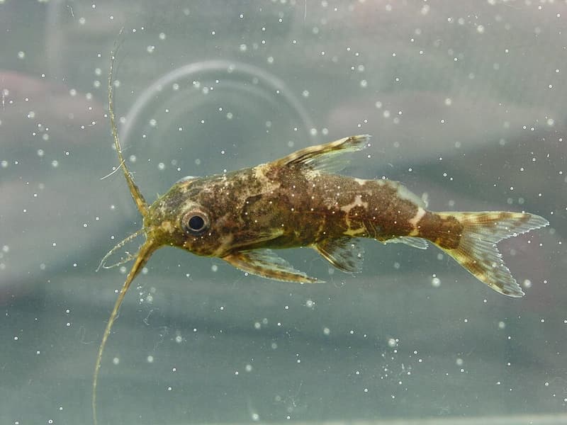 Upside-down Catfish (Synodontis nigriventris) — photo 4 of 4