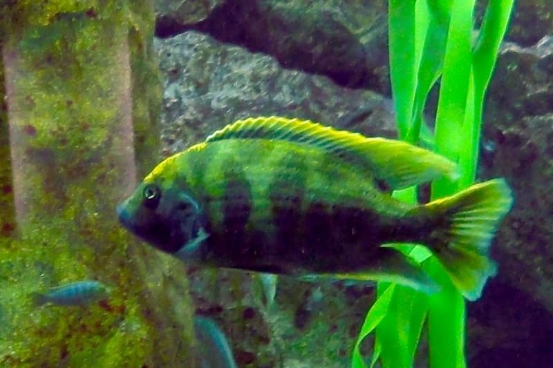Venustus Cichlid (Nimbochromis venustus) — photo 1 of 5