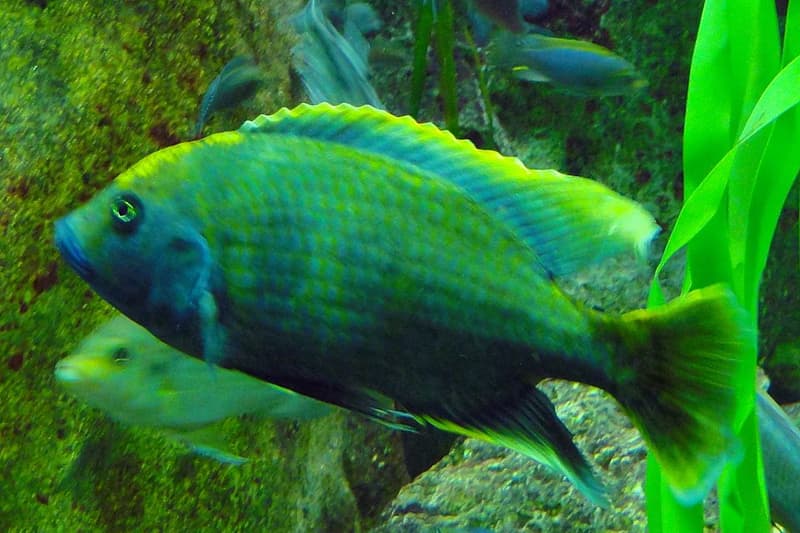 Venustus Cichlid (Nimbochromis venustus) — photo 2 of 5