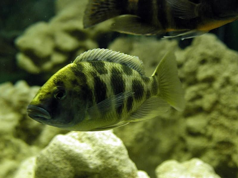 Venustus Cichlid (Nimbochromis venustus) — photo 3 of 5
