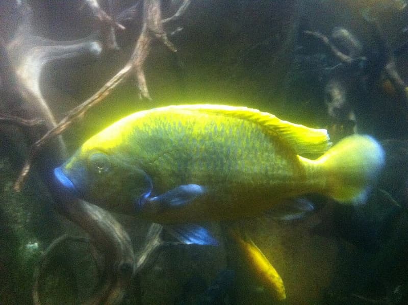 Venustus Cichlid (Nimbochromis venustus) — photo 4 of 5