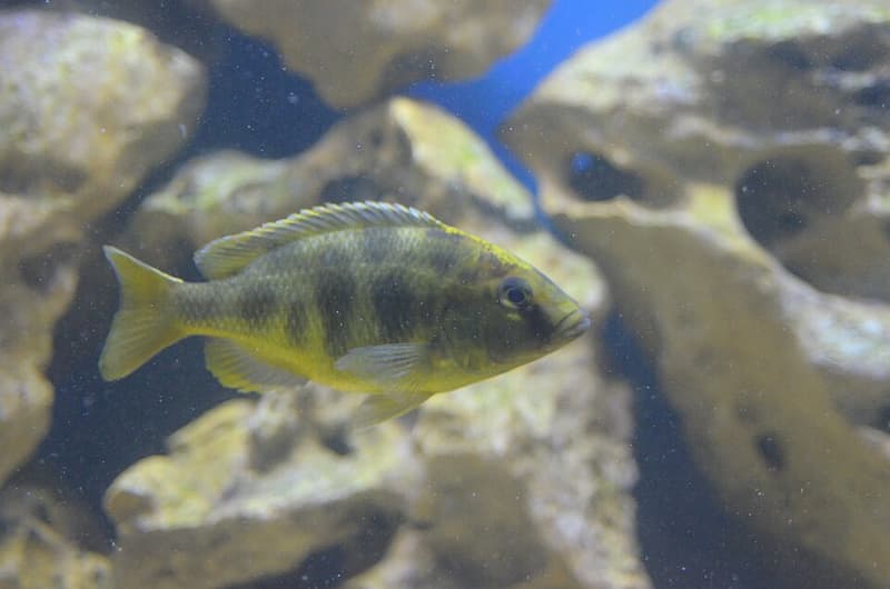 Venustus Cichlid (Nimbochromis venustus) — photo 5 of 5