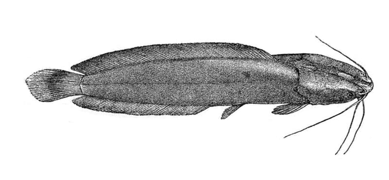 Walking Catfish (Clarias batrachus) — photo 1 of 5